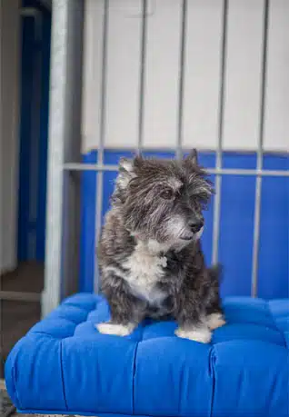 Hund auf blauem gepolsterten Sitz
